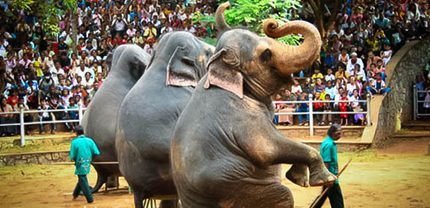 images of elephants