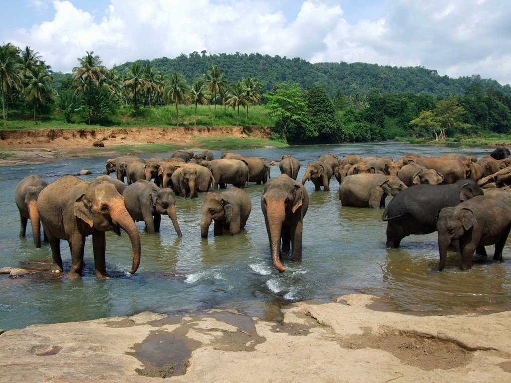 Pinnawala Elephant Orphanage photo